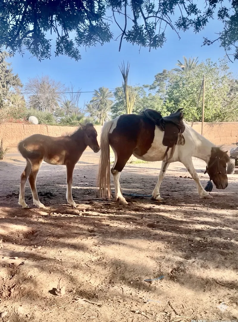 Pony Tour & Quad Bike Combo