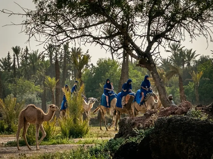 Traditional camel caravan in Palmeraie, Marrakech