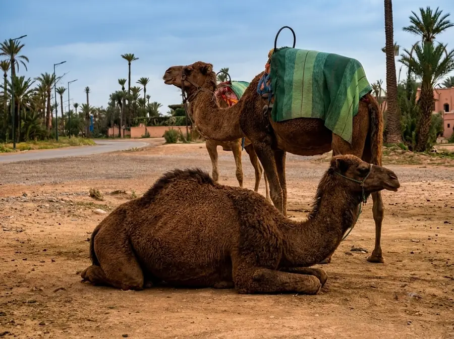 Camels resting under palm trees in Palmeraie