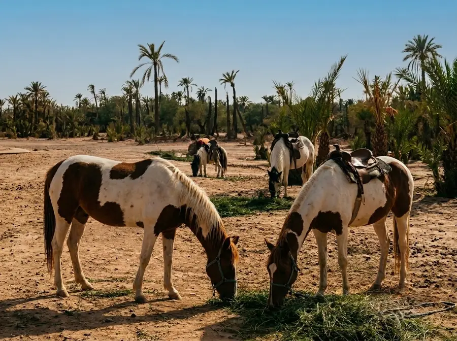 Ponies in the Palmeraie palm grove