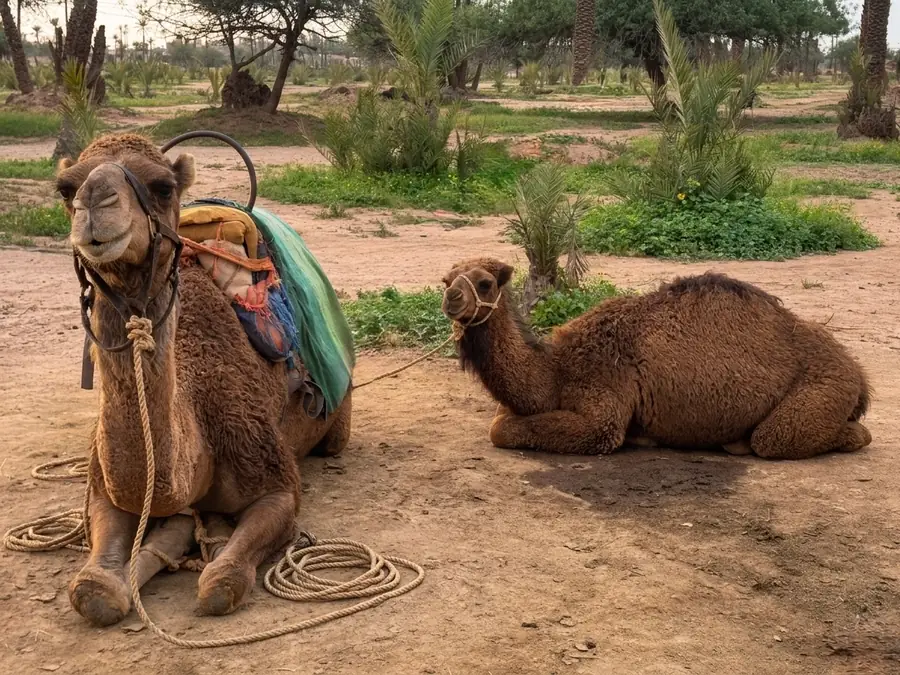 Camels resting in the Palmeraie palm grove, Marrakech