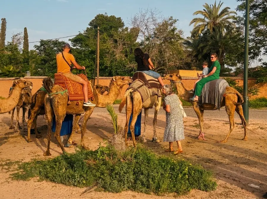 Family enjoying a camel ride in Palmeraie, Marrakech