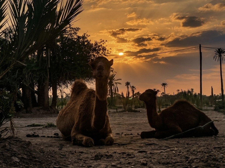 Traditional camel ride Marrakech 6